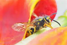 黄蜂碾压菲律宾男篮，戈贝尔三分雨点燃全场